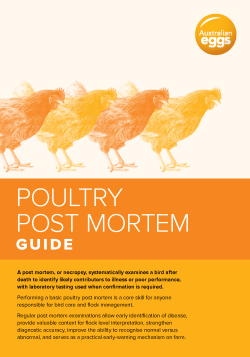 Poultry Post Mortem Guide