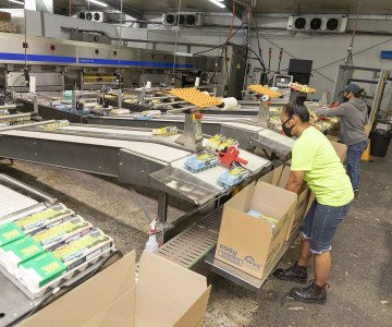 Manning Valley Eggs 2022