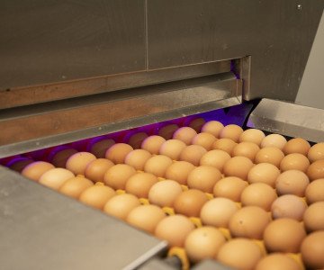 egg cleaning