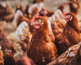 AustralianEggs v2