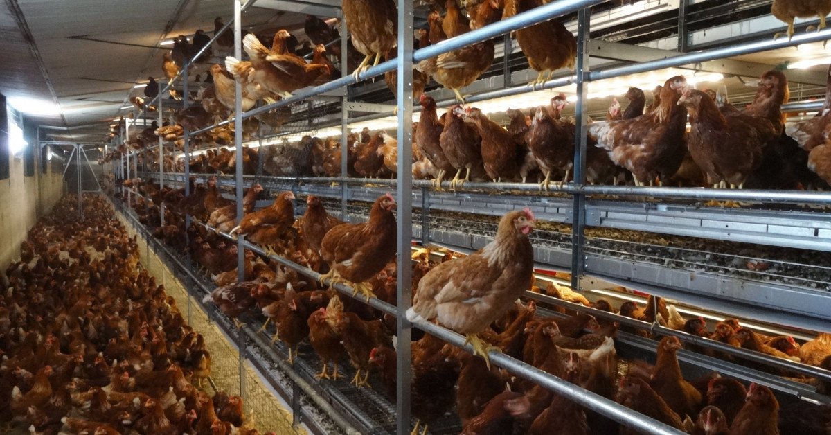 Barn Laid Eggs: What Are Cage Free or Barn Laid Eggs?