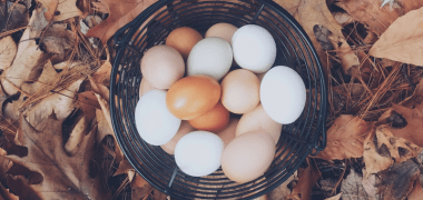 Egg Colours