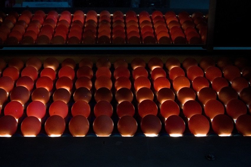 Egg candling booth