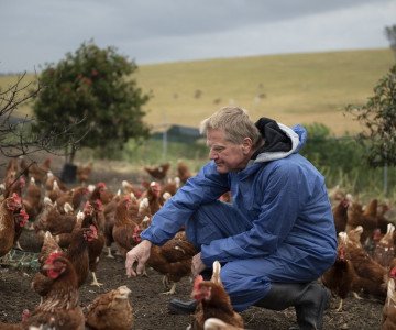 Eggs Aust 28