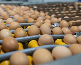 Eggs on conveyor belt