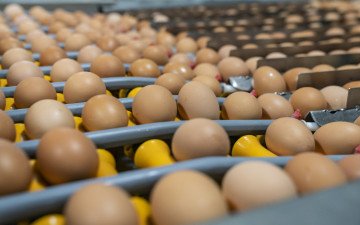 Eggs on conveyor belt