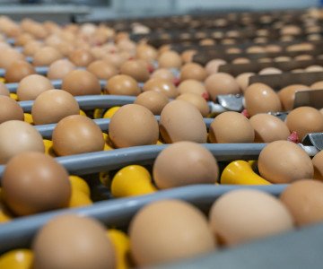 Eggs on conveyor belt