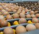 Eggs on conveyor belt