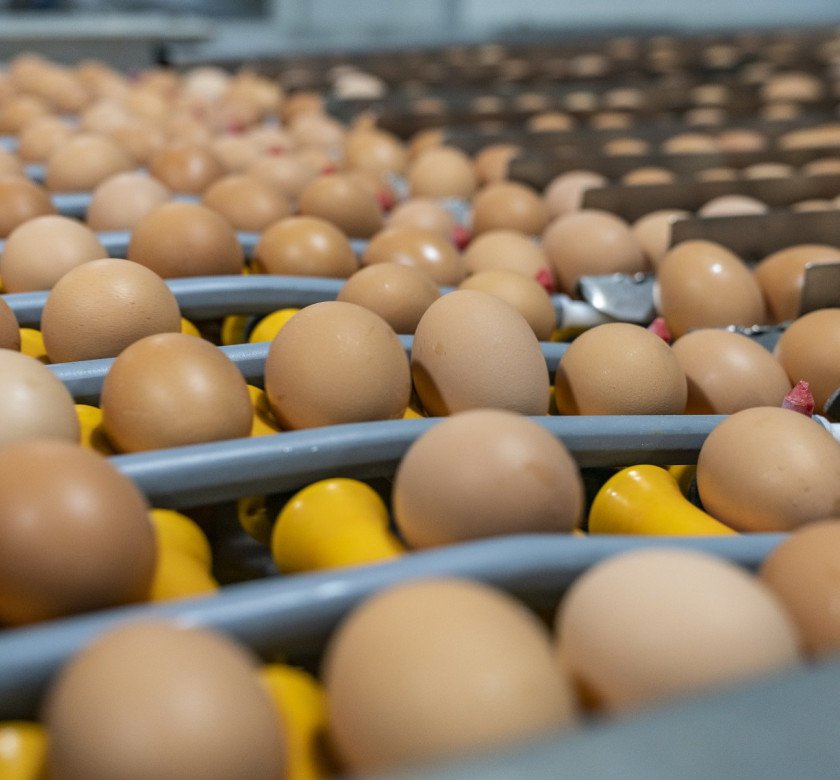 Eggs on conveyor belt
