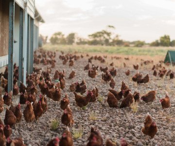 FreeRange 9