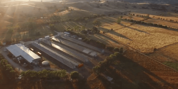 Happy chicken farm