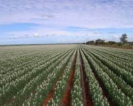 Lupin crop
