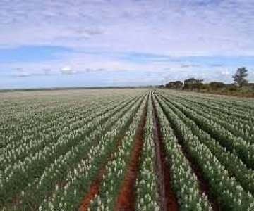 Lupin crop