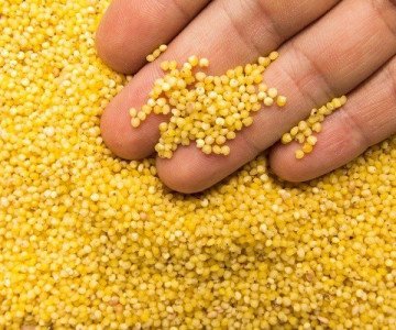 Millet in hand