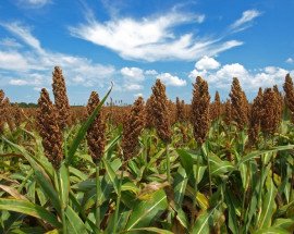 Sorghum Crop