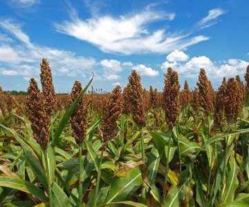 Sorghum Crop
