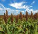 Sorghum Crop
