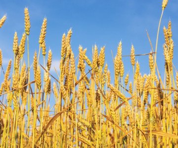 Wheat Photo cred Adobestock E