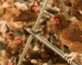 barn hen