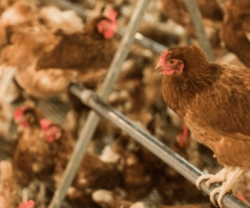 barn hen