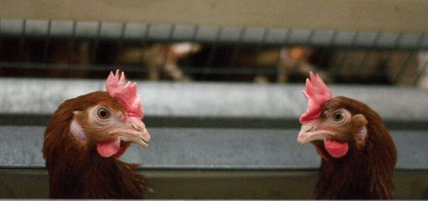 caged hens
