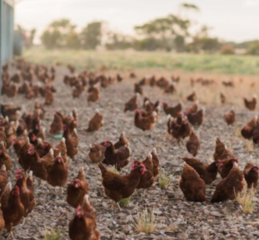 free range egg farm