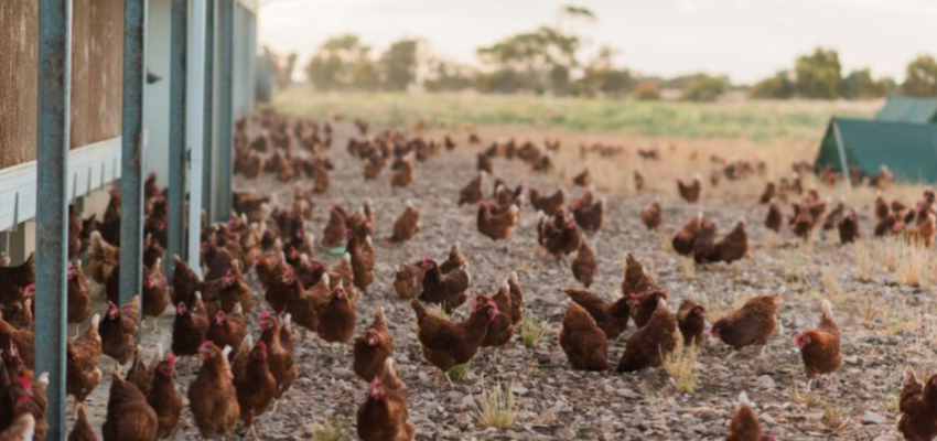 What Are Free Range Eggs: Australian Free Range Egg Farming