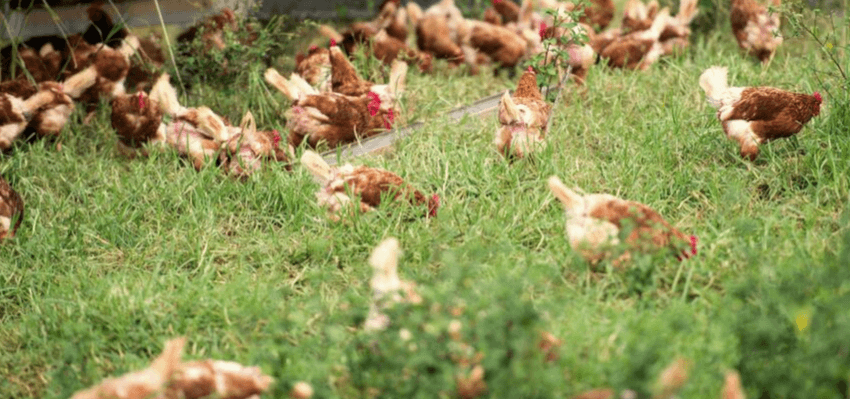 organic egg hens