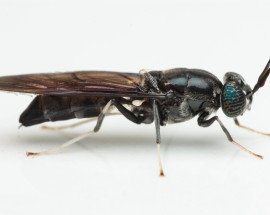shutterstock 1169067955 Black Soldier Fly