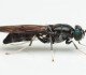 shutterstock 1169067955 Black Soldier Fly