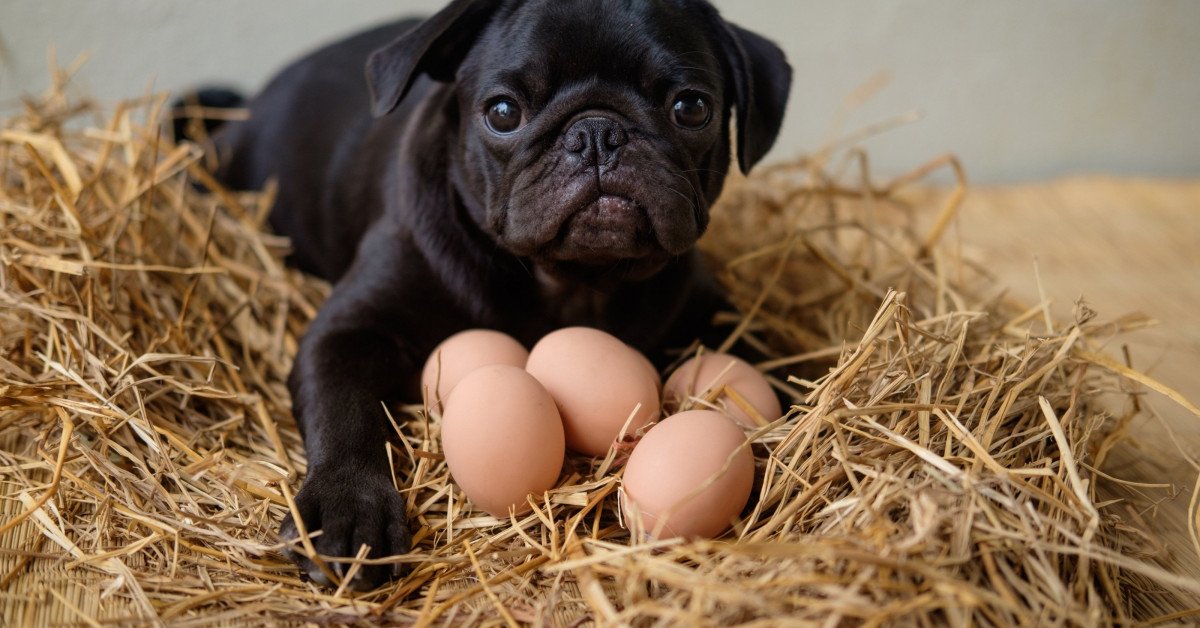 Can Dogs Eat Eggs? Yes, they can! Eggs are safe for dogs.