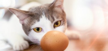shutterstock 793092628