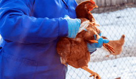 vaccination hen