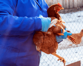 vaccination hen