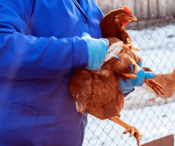 vaccination hen