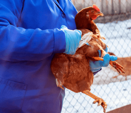 vaccination hen