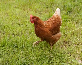 Backyard hen