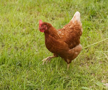 Backyard hen