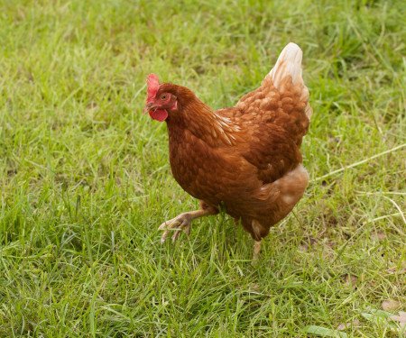 Backyard hen