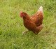 Backyard hen