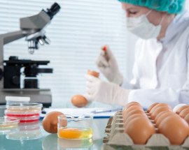 Egg testing in lab
