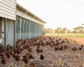 Free range farm