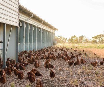 Free range farm