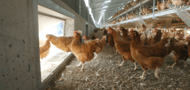 Free range hens inside barn