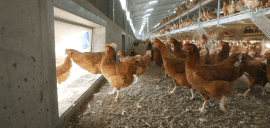 Free range hens inside barn