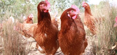 Free range hens outside