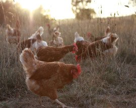 Free range hens