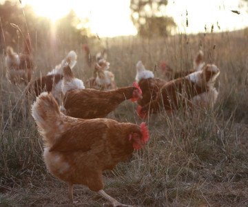 Free range hens