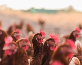 Hens