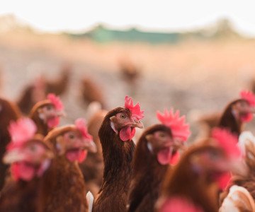 Hens